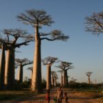 "Avenue of the Baobabs" in Western Madagascar is one of the most spectacular collections of the unusual trees. - Gavinevans/Creative Commons