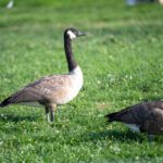 Two geese in a field.