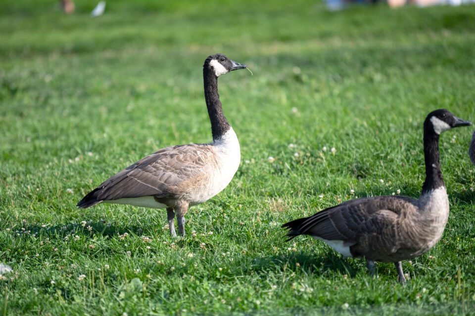 Two geese in a field.