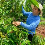 Tran Thi Huong looks at coffee cherries at her farm in Pleiku