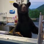 Watch: Black bear gets up close and personal at Gatlinburg theme park concession stand