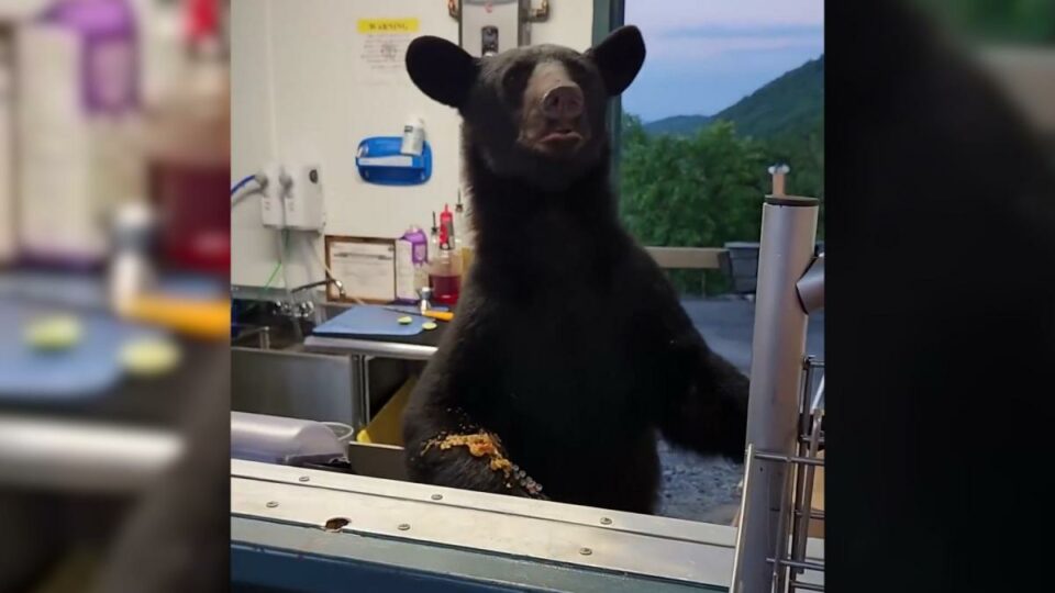 Watch: Black bear gets up close and personal at Gatlinburg theme park concession stand