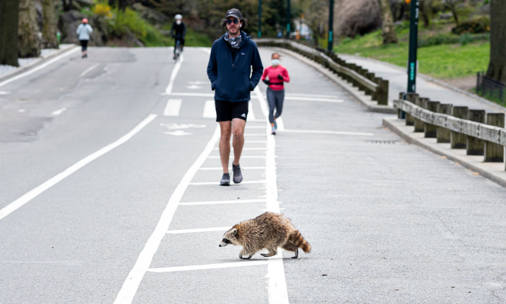raccoon in Central Park crossing the jogging path