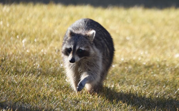 A raccoon seen recently in backyards in Park Forest. Penny Shnay/for Daily Southtown, Feb. 2024, Park Forest, Illinois