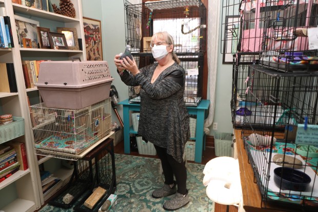 Susan Jicha takes a rescued pigeon named Greta out of its cage at her home in Chicago's Uptown neighborhood on Feb. 7, 2024. Jicha is one of the founding members of Great Lakes Pigeon Rescue and currently has seven pigeons under her care at home. (John J. Kim/Chicago Tribune)