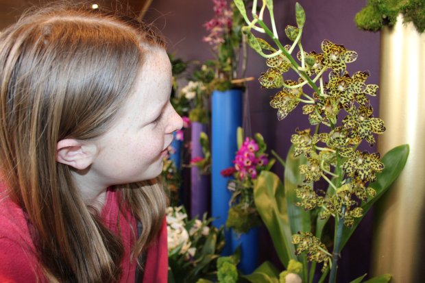 10-year-old Hannah Malnor of Northbrook gets up close and personal with the orchids during the Orchid Show of Wonders kick-off event on Saturday at the Chicago Botanic Garden. Photo by Gina Grillo.