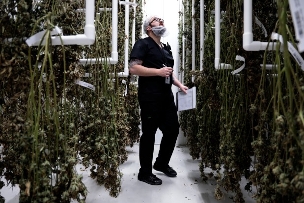 David Stupp looks over dried hanging marijuana plants during the first harvest at the Galaxy Labs craft cannabis facility in Richton Park, Nov. 17, 2023. Galaxy Labs is a $10 million facility located in a strip mall. (Antonio Perez/ Chicago Tribune)