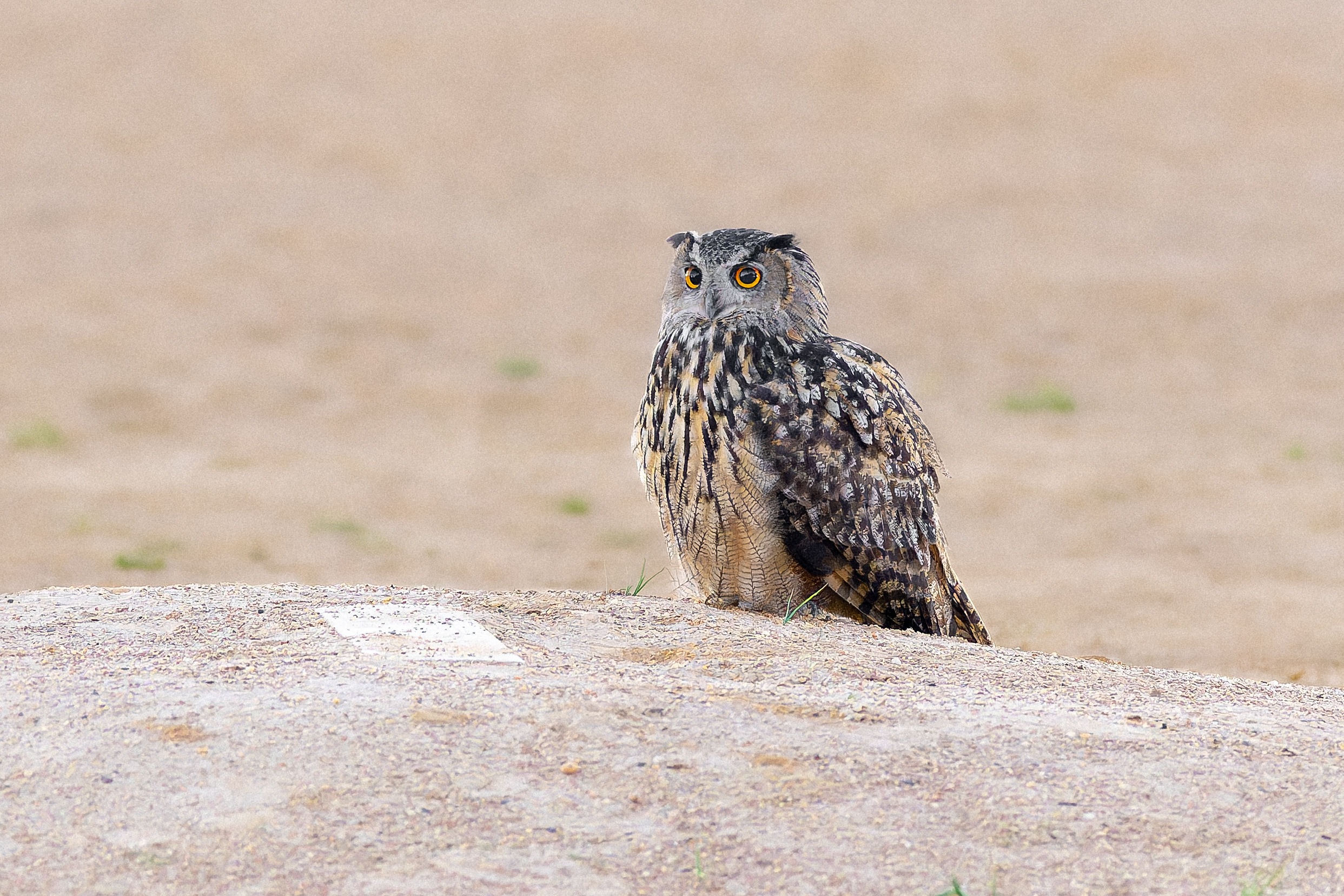 A big owl on a baseball field pitchers mound.