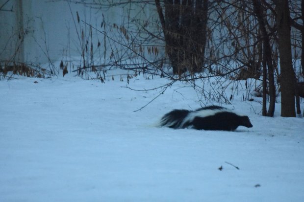 A skunk made a midwinter visit to the Shnay backyard in Park Forest.Penny Shnay/for Daily Southtown, Feb. 2024, Park Forest, Illinois
