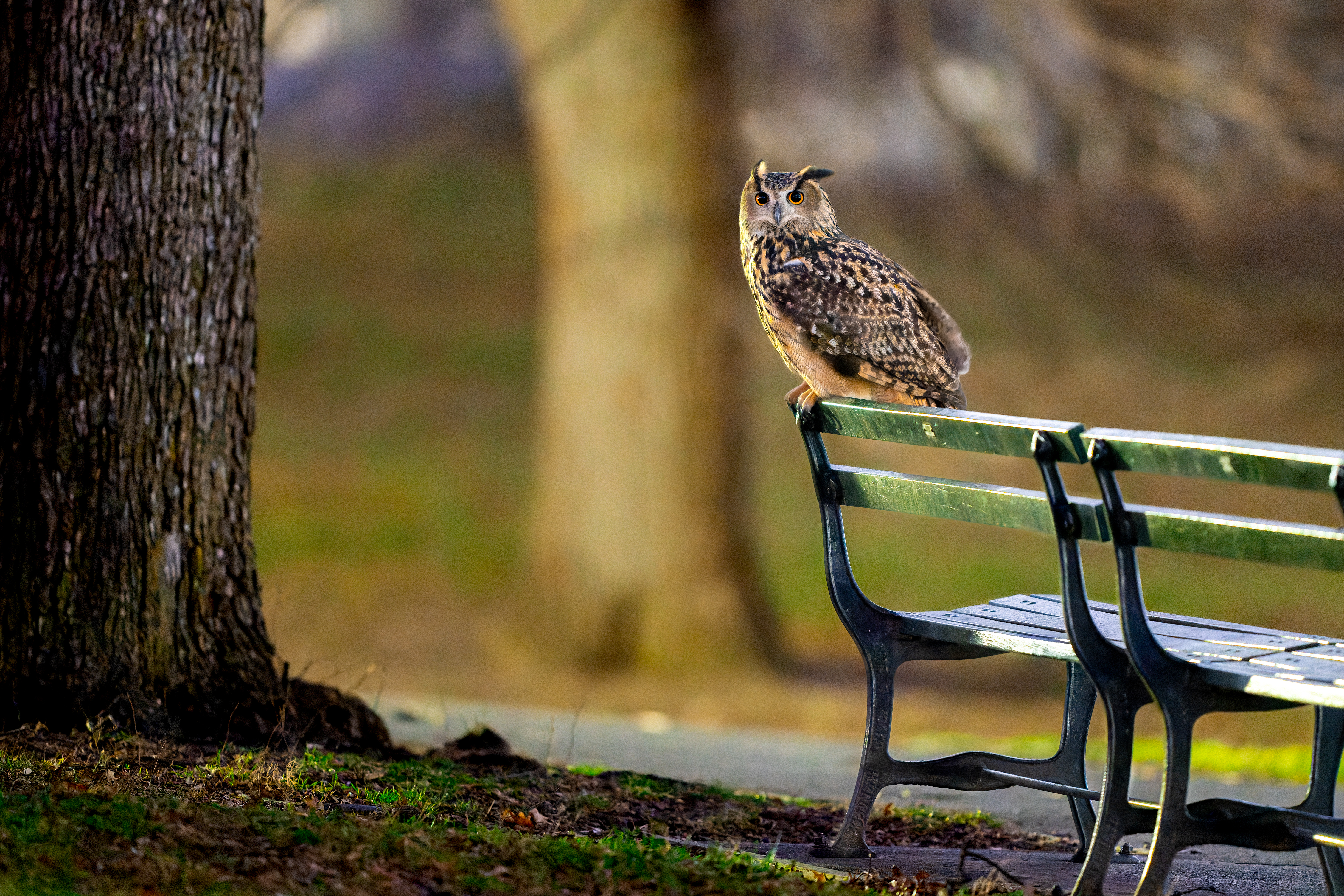 An owl pauses on a bench.