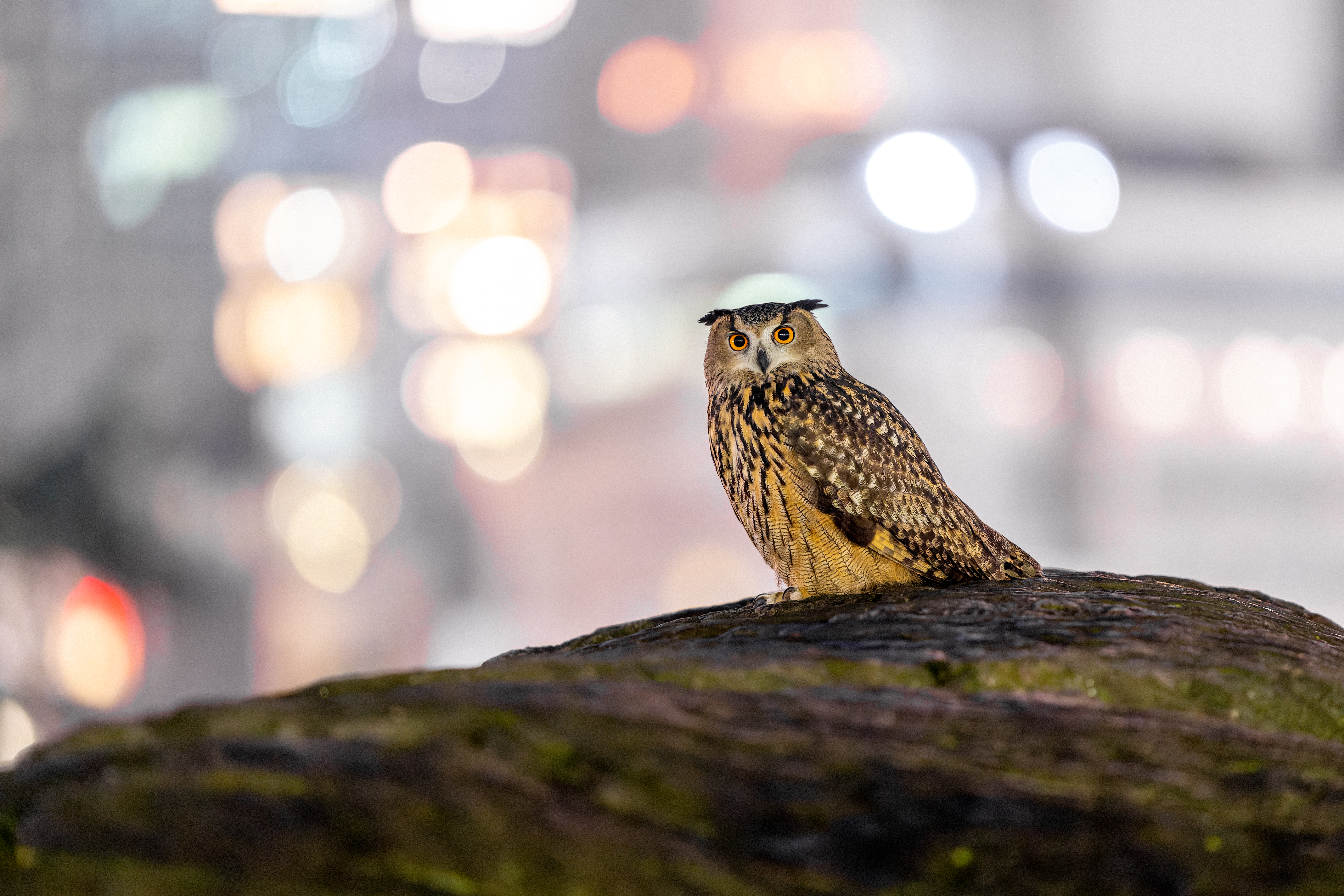 An owl pauses on a rock in Central Park