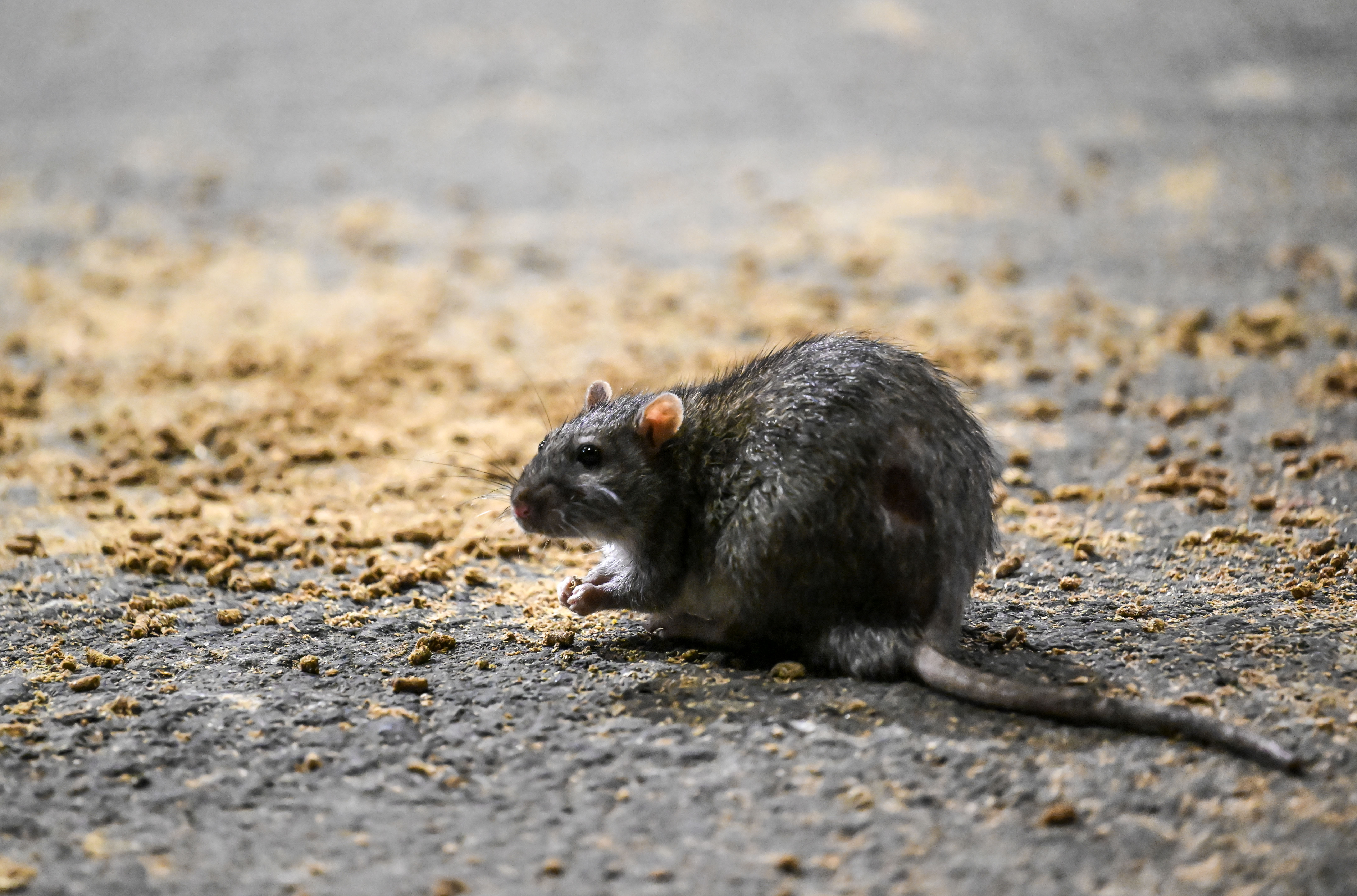 A rat feasting on debris.