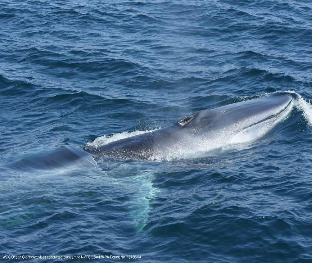 A fin whale in the ocean.