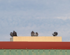 Pigeons - Smith/9th Street -Brooklyn, NY - 11/6/23