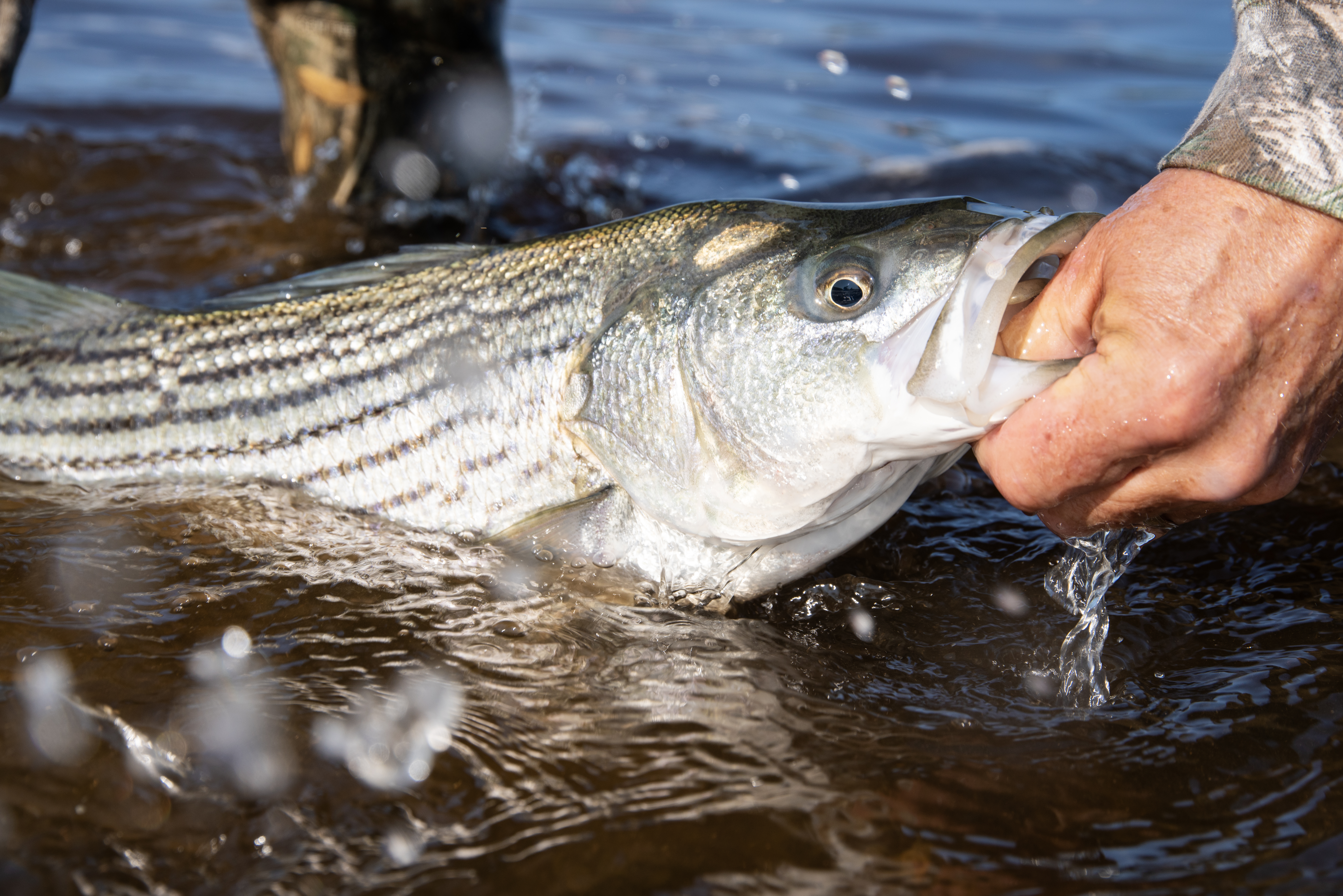 A striped bass being held by an angler prior to release.