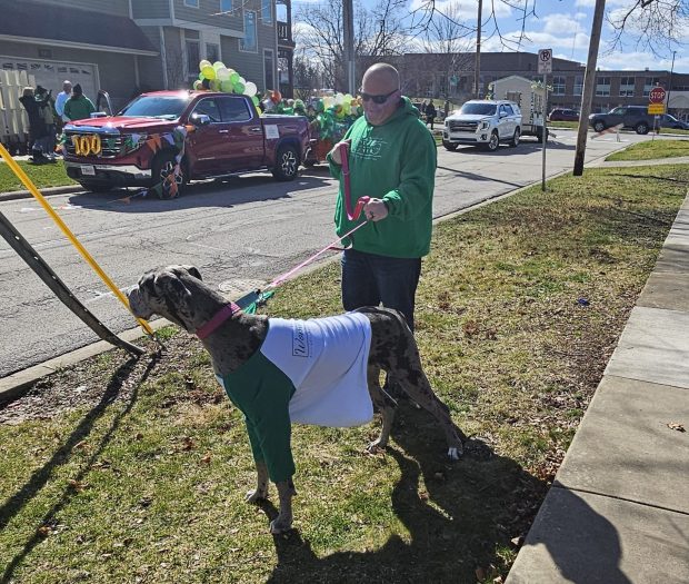 Norm Boyd of St. Charles took his 10-month-old Great Dane Phoebe to the annual St. Patrick's parade in St. Charles on Saturday. (David Sharos / For The Beacon-News)