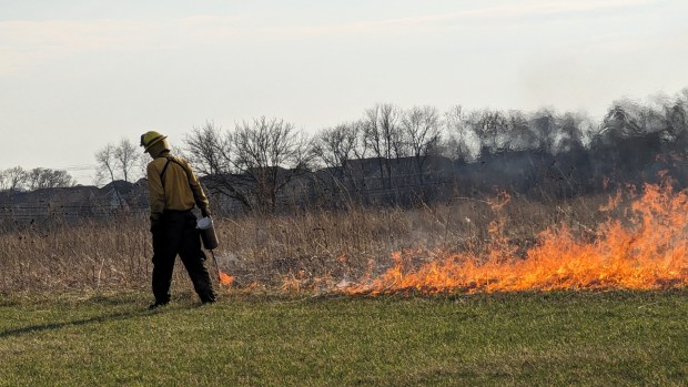 A member of the Kane County Forest Preserve District fire crew uses a hand torch to light a fire along the edge of a 30-acre plot of prairie at LeRoy Oakes Forest Preserve in St. Charles. He is lighting the fire while walking into the wind to create lines of fire on the flanks of the plot, which will meet with other lines of fire near the center of the plot and eventually burn out from lack of fuel. (R. Christian Smith / The Beacon-News)