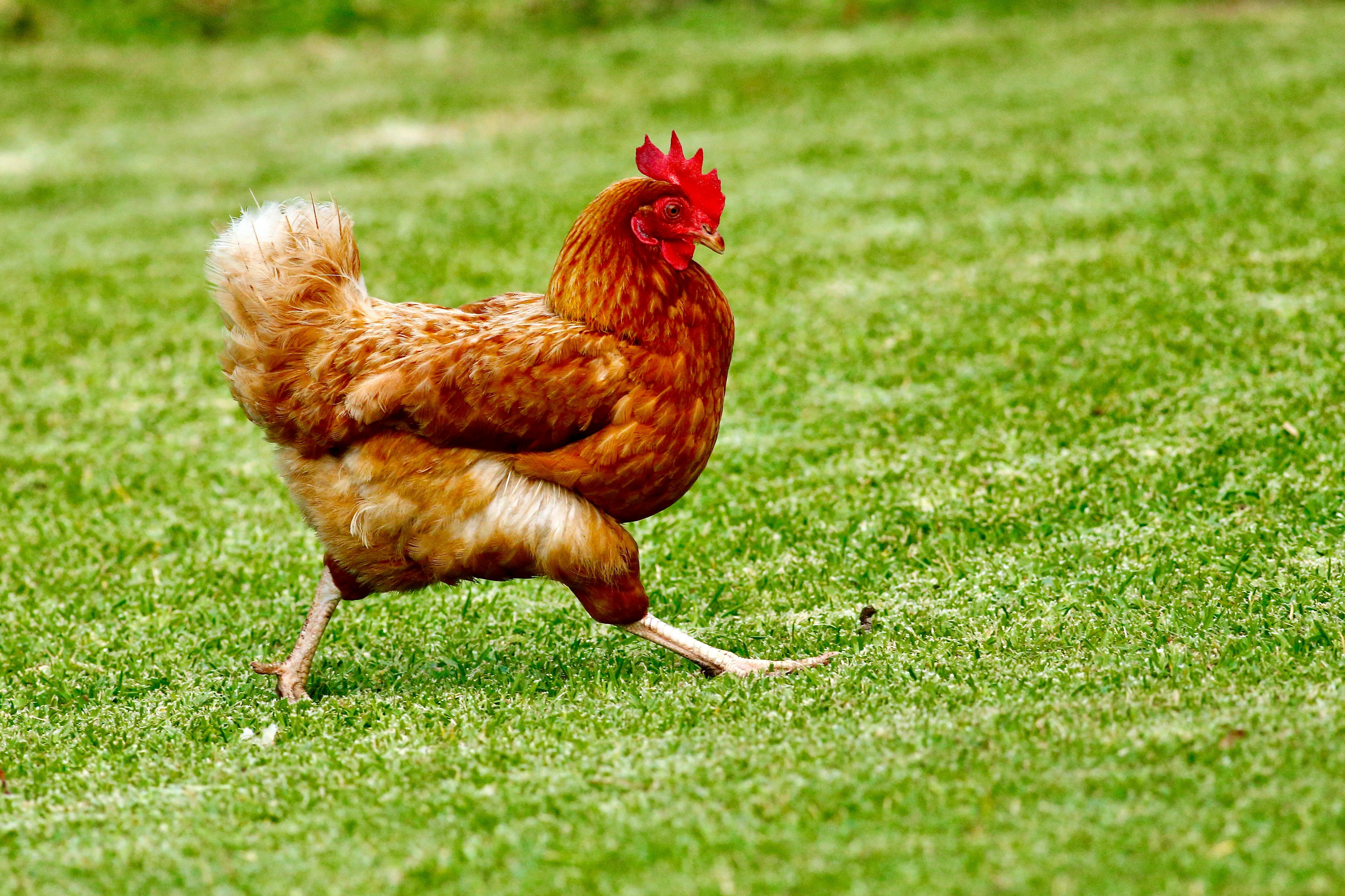 A chicken trotting on grass.