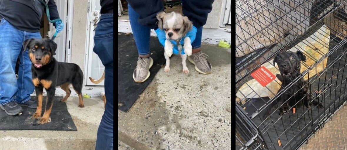 Police found 11 dogs and two cats in neglected condition at a home in Edgemere this week.