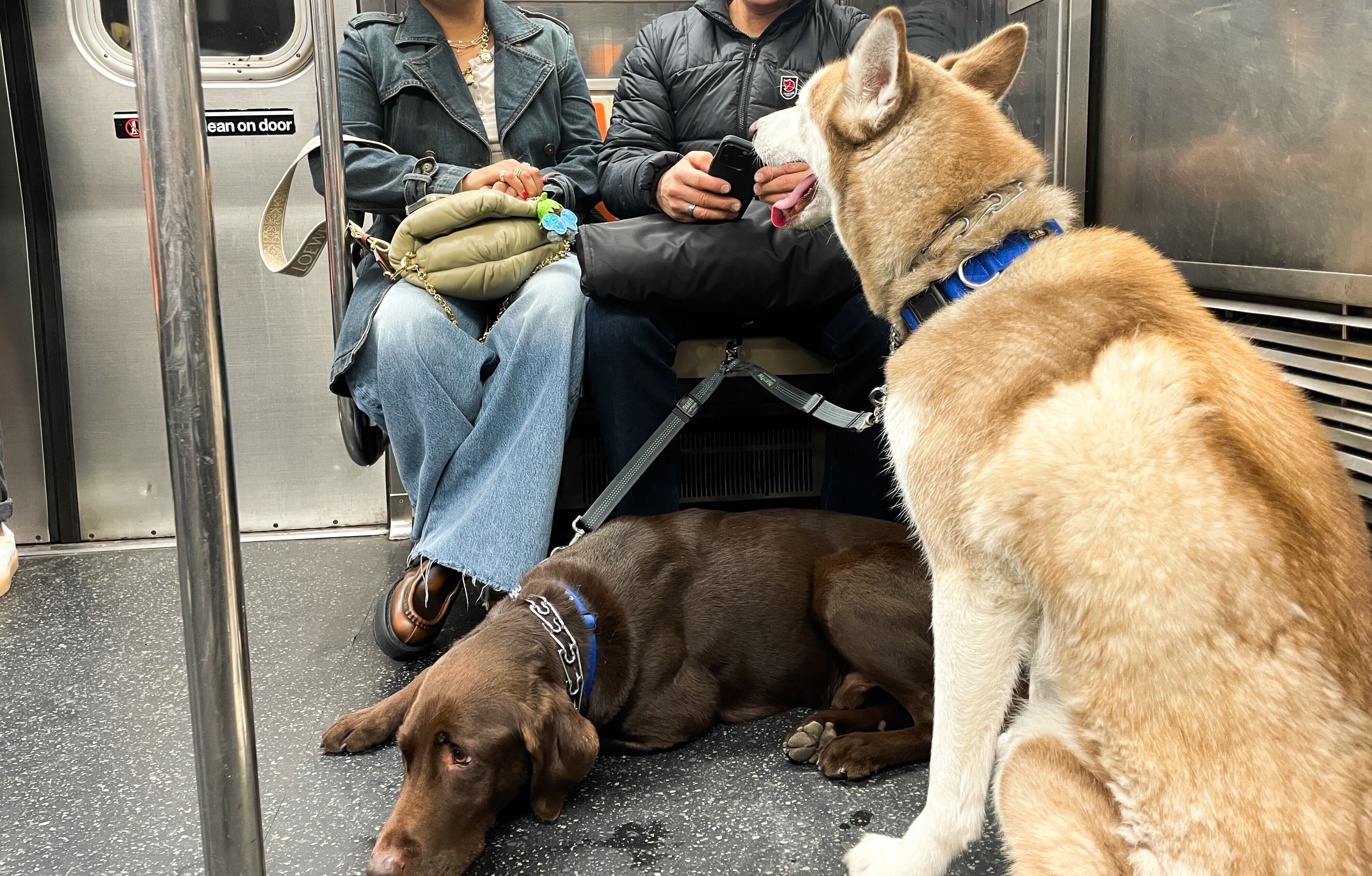Two large dogs sit on a New York City subway car.