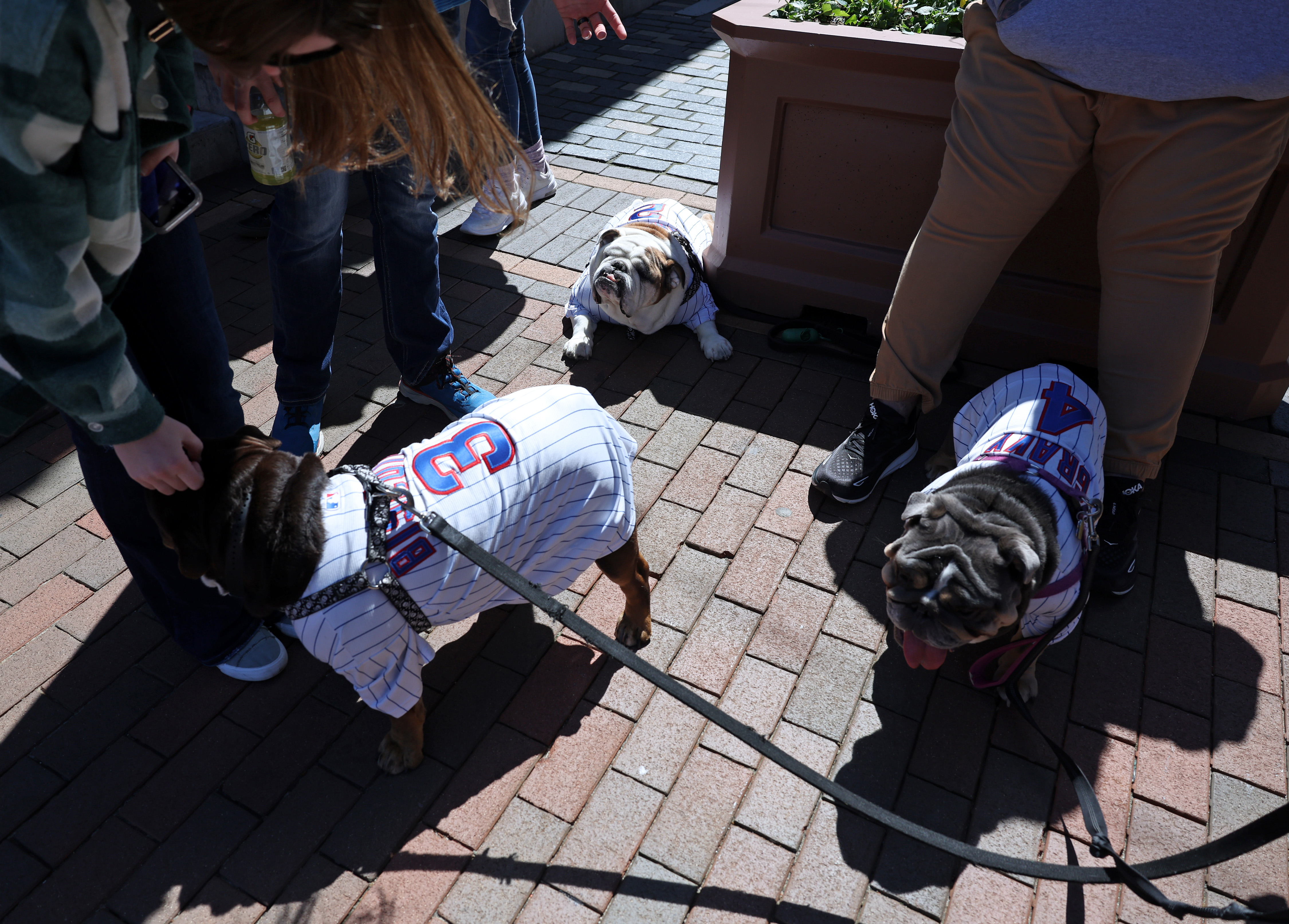 Three English bulldogs named Biscuit, from left, Angus and Gravy get attention from fans outside Wrigley Field before a game between the Cubs and Dodgers on April 6, 2024. (John J. Kim/Chicago Tribune)