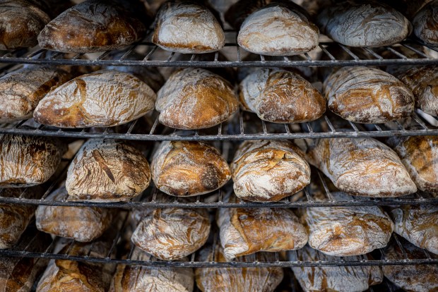 Freshly baked loaves of bread on Sept. 27, 2022, at Publican Quality Bread in West Town. (Brian Cassella/Chicago Tribune)