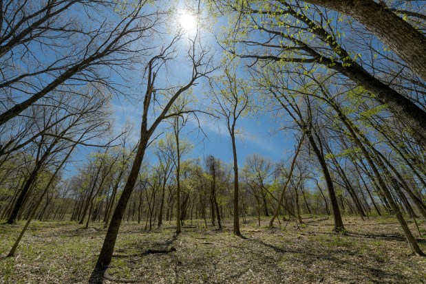 Work to clear invasive honeysuckle shrubs from the understory at Red Gate Woods has created conditions where users can see through the trees. It's part of a $10 million restoration project by the Forest Preserves of Cook County in the Palos Preserves.