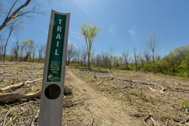 Work to clear invasive honeysuckle shrubs started last winter at Red Gate Woods in Willowbrook as part of a massive restoration project by the Forest Preserves of Cook County in the Palos Preserves, which also will focus on repairing and improving the trail network in the preserves. (Mark Black / Daily Southtown)