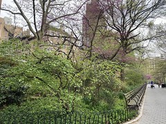 A Mid-April Day in Riverside Park