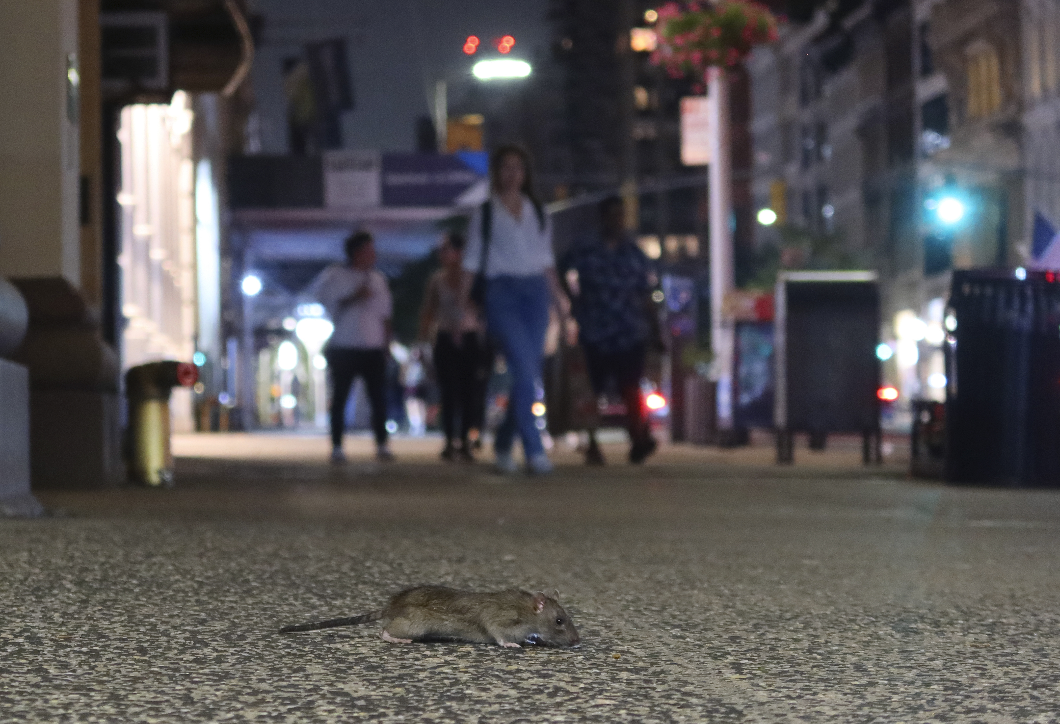 a rat on 23rd street