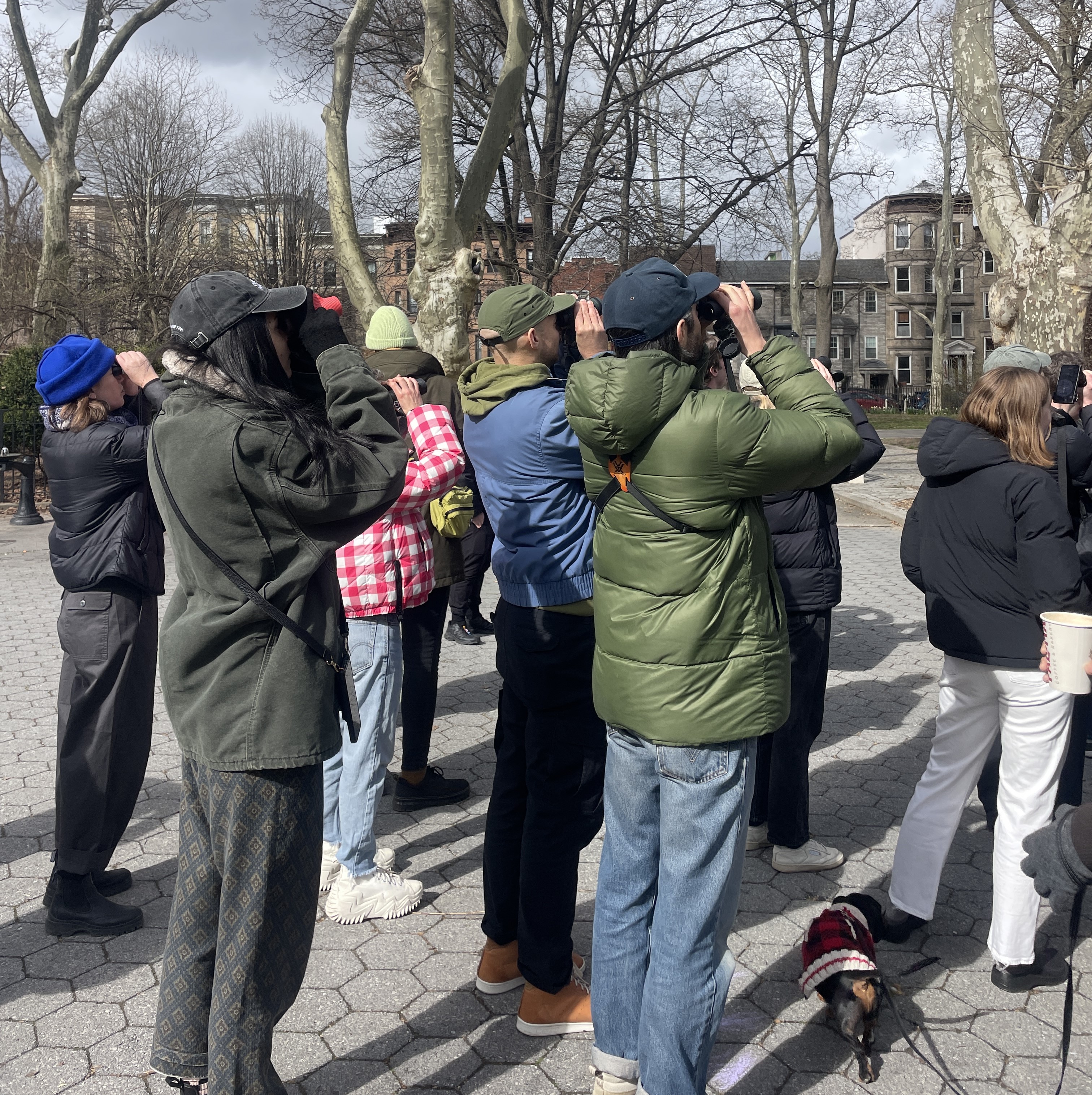 Birders look up at the sky through binoculars.