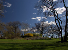 Lawn, Central Park