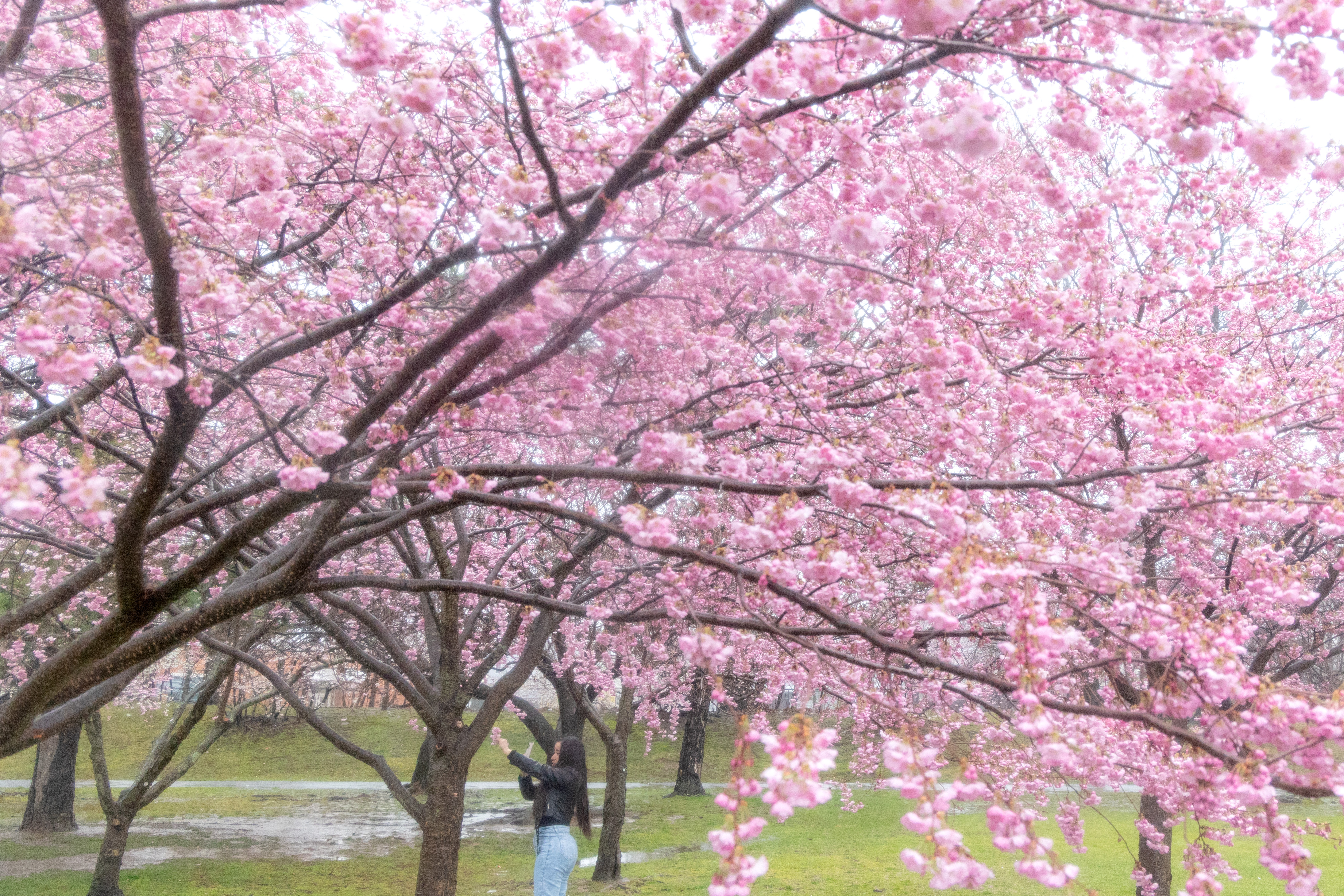 A photo of Newark's Branch Brook Park cherry blossoms.