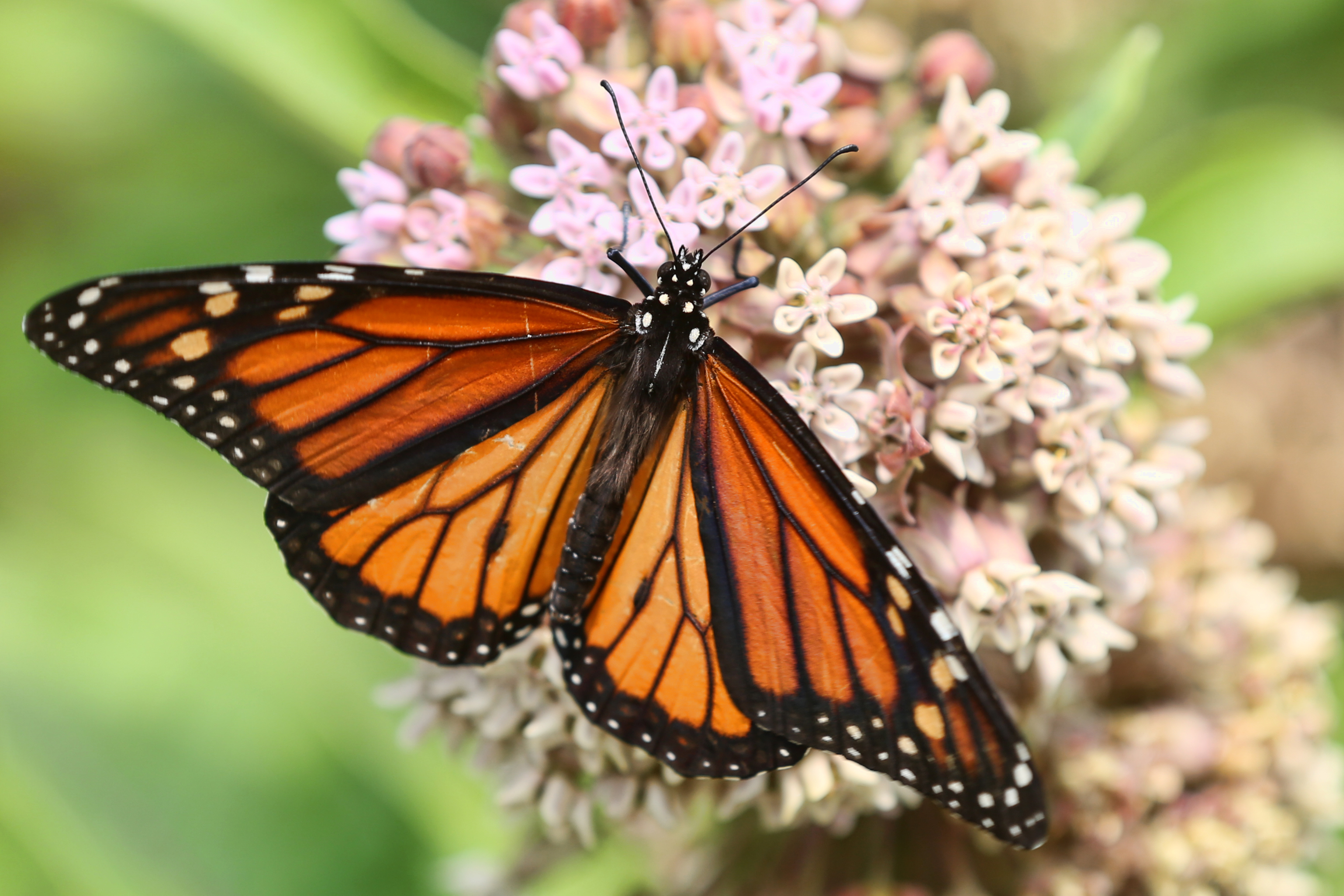 A monarch butterfly on a flower.