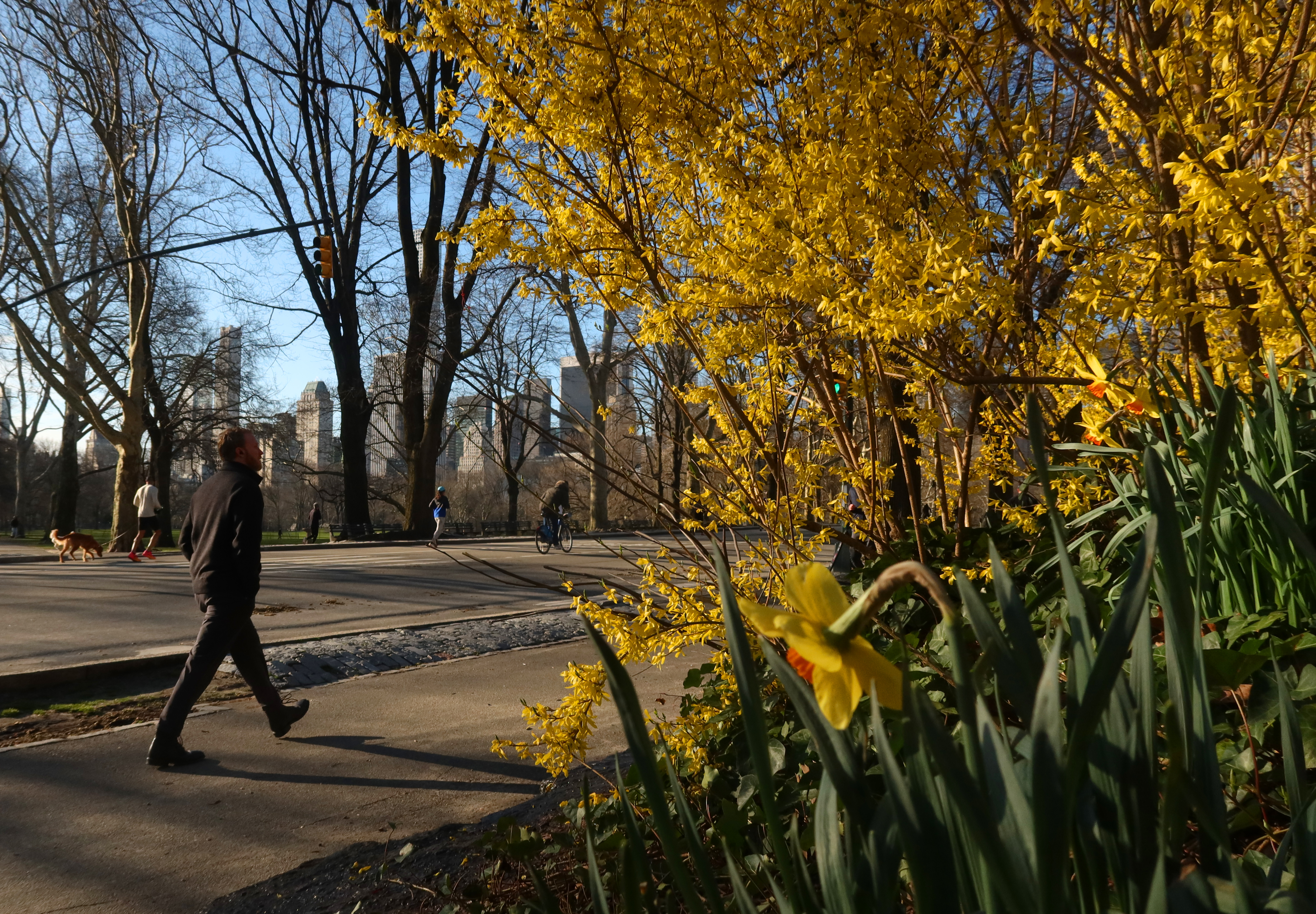 A person walks through Central Park as spring flowers begin to bloom on March 25, 2024, in New York City.