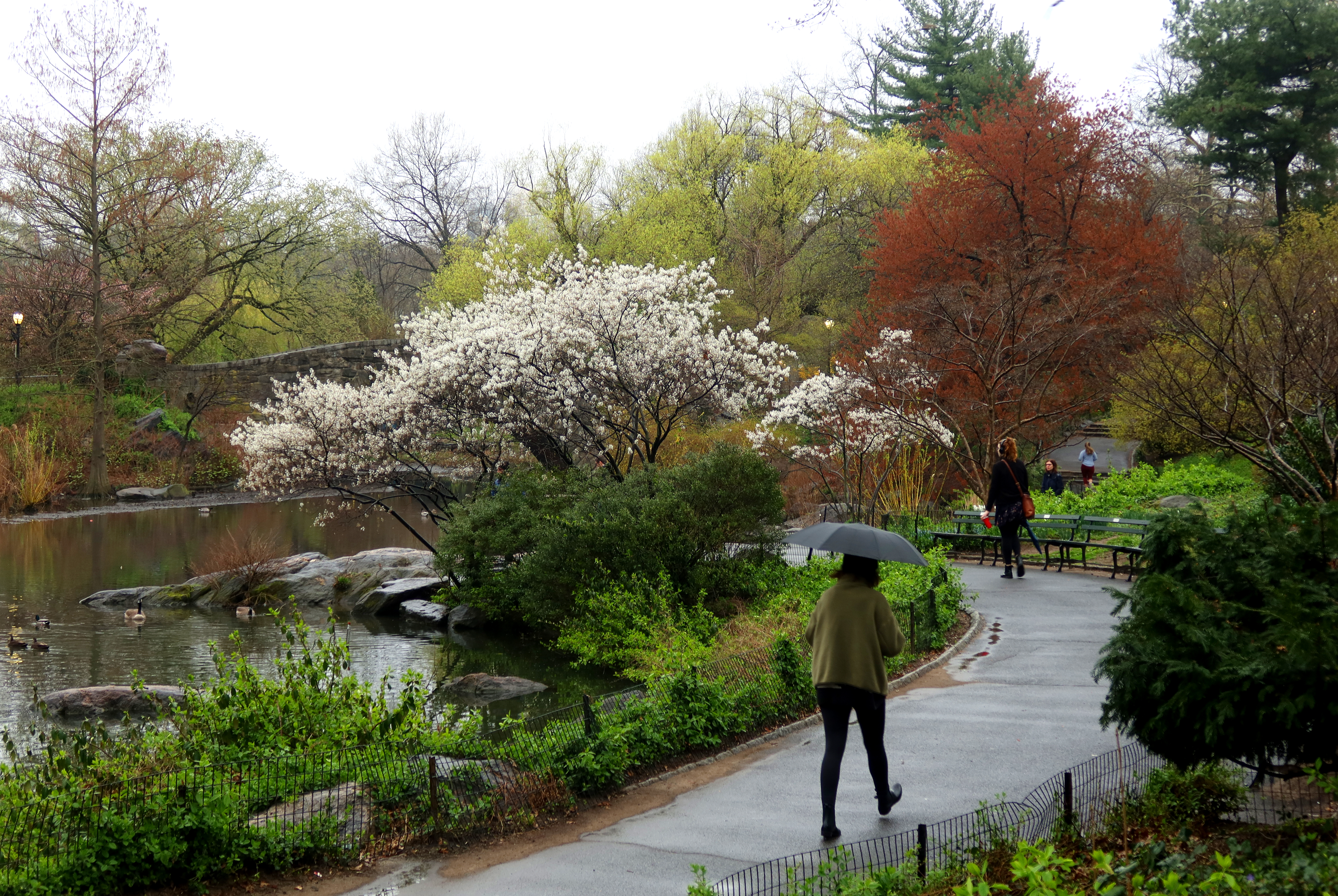 People walk in the rain around The Pond in Central Park on April 11, 2023, in New York City.