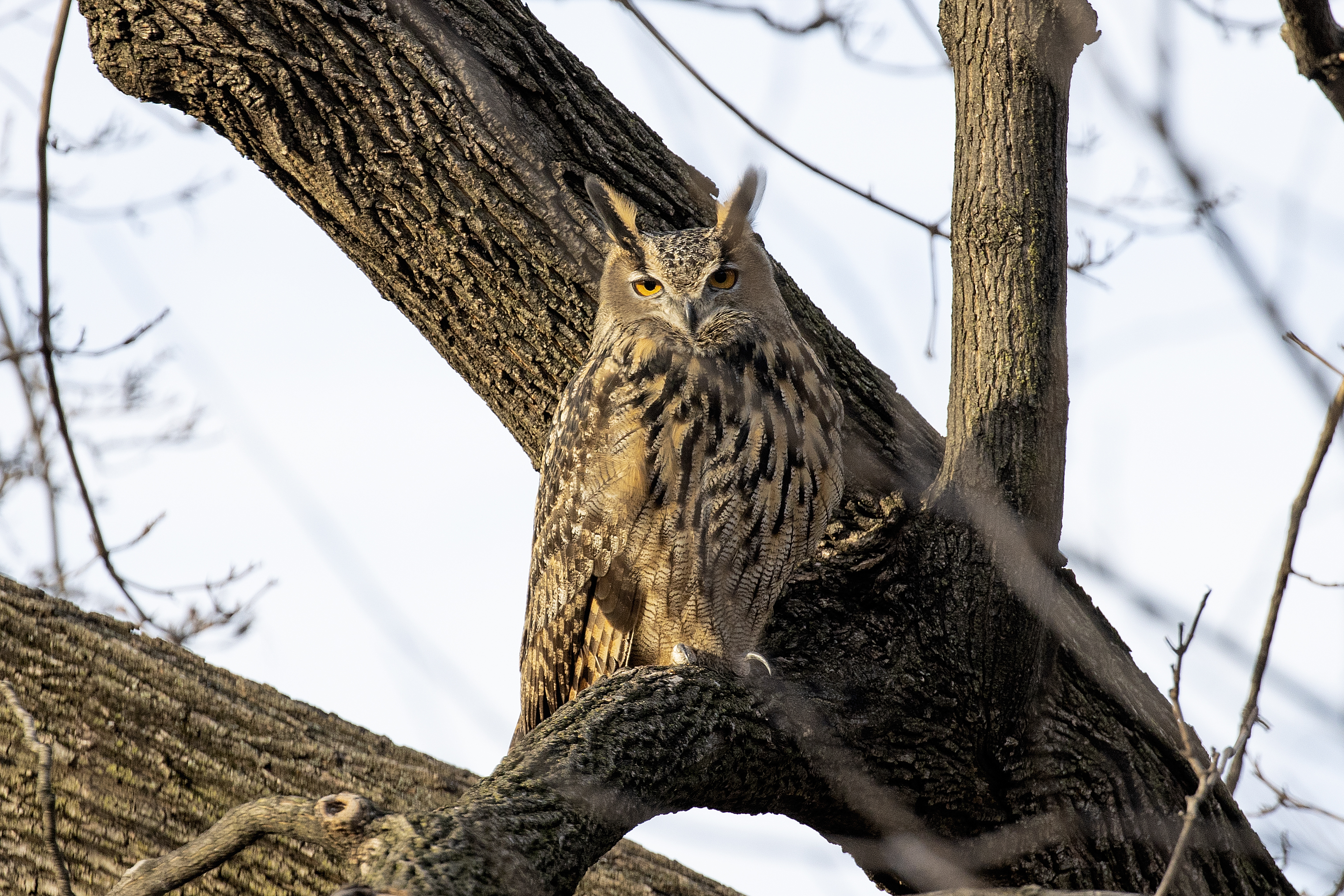 an owl perched in a tree