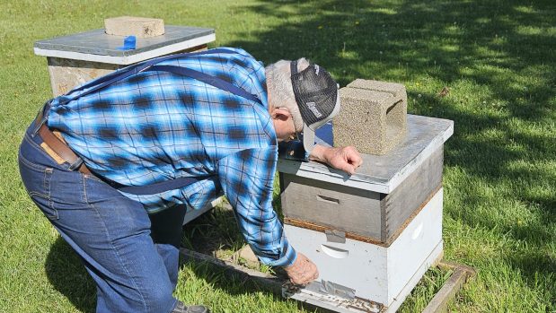 Batavia resident Robert White tends to one of the beehives he has been overseeing for years. (David Sharos / For The Beacon-News)