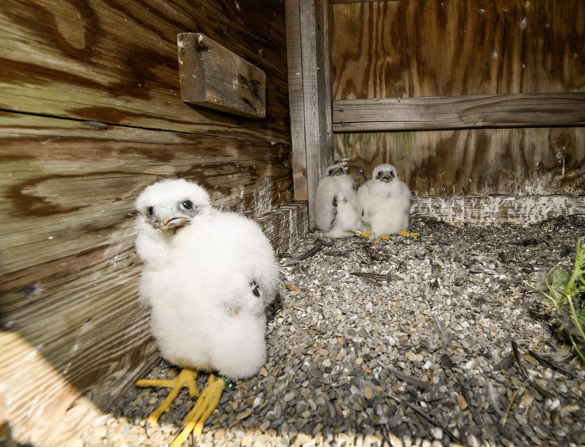 Three newly hatched peregrine falcon chicks nest atop the Verrazzano-Narrows Bridge on May 24, 2024.
