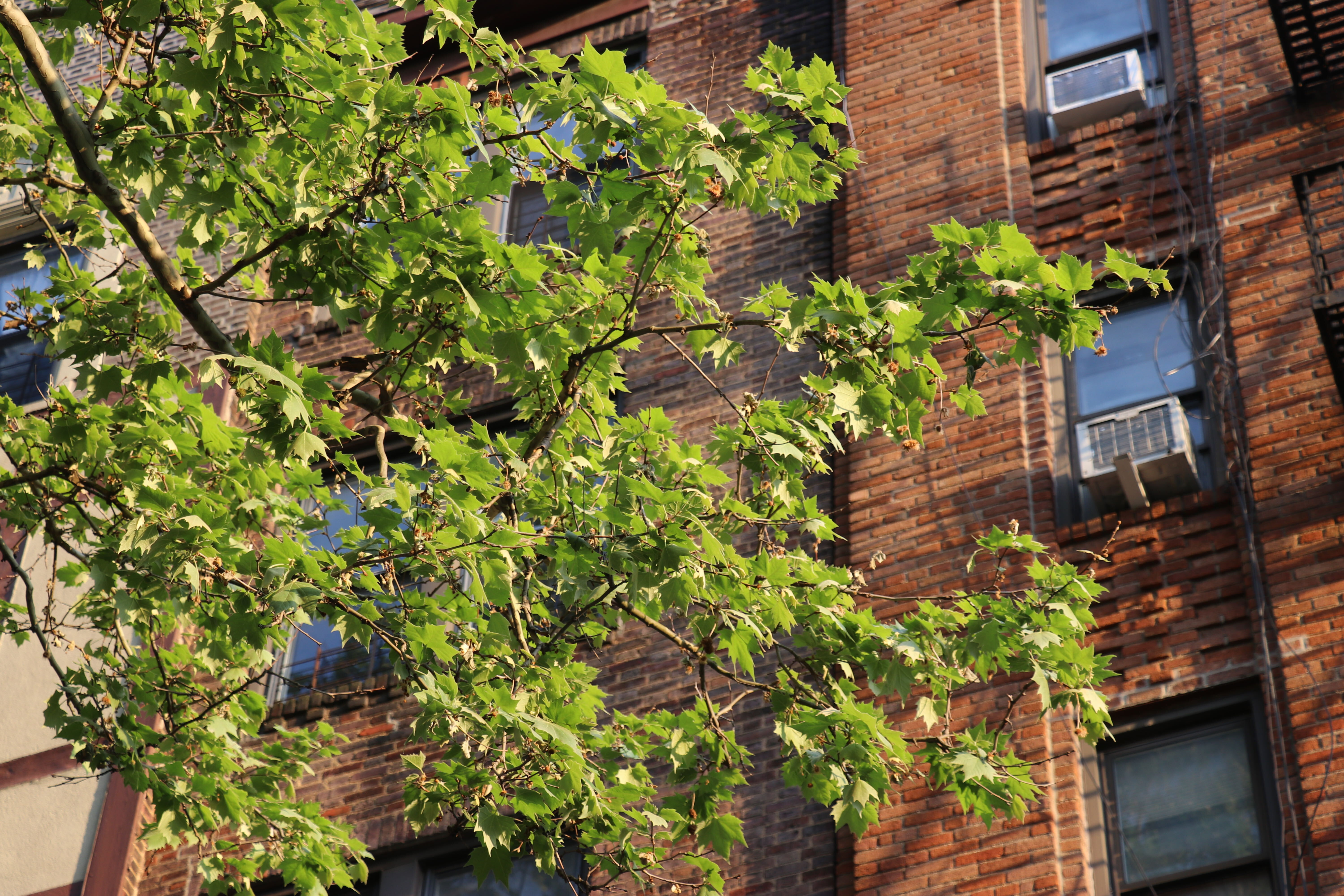 It's peak pollen season in New York City.