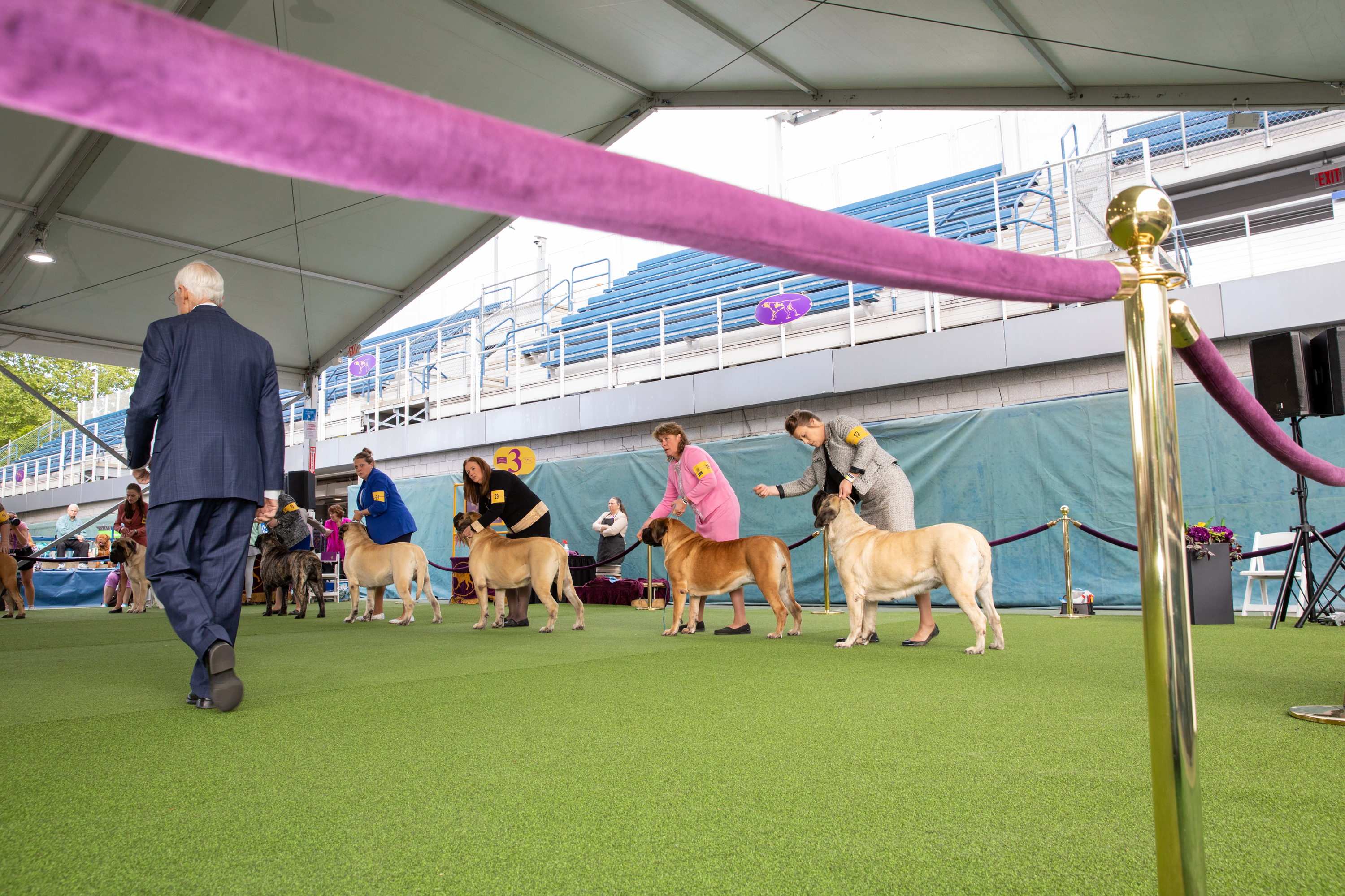 dogs at the Westminster Dog Show