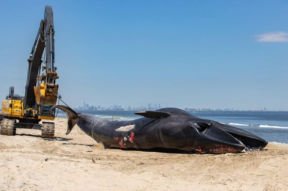 A bulldozer hauls a whale carcass on the beach with the New York City skyline in the background.