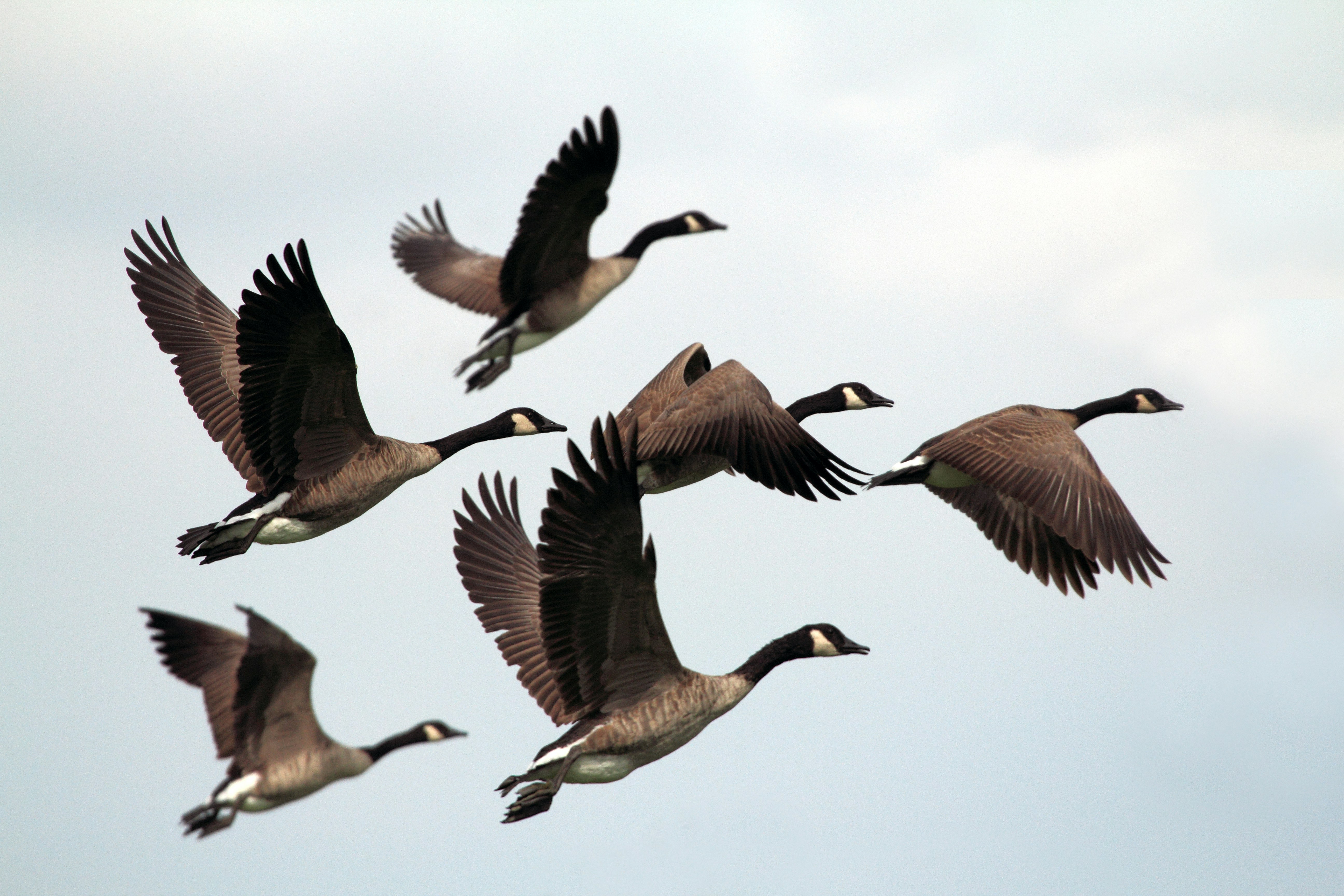 A group of geese flying.