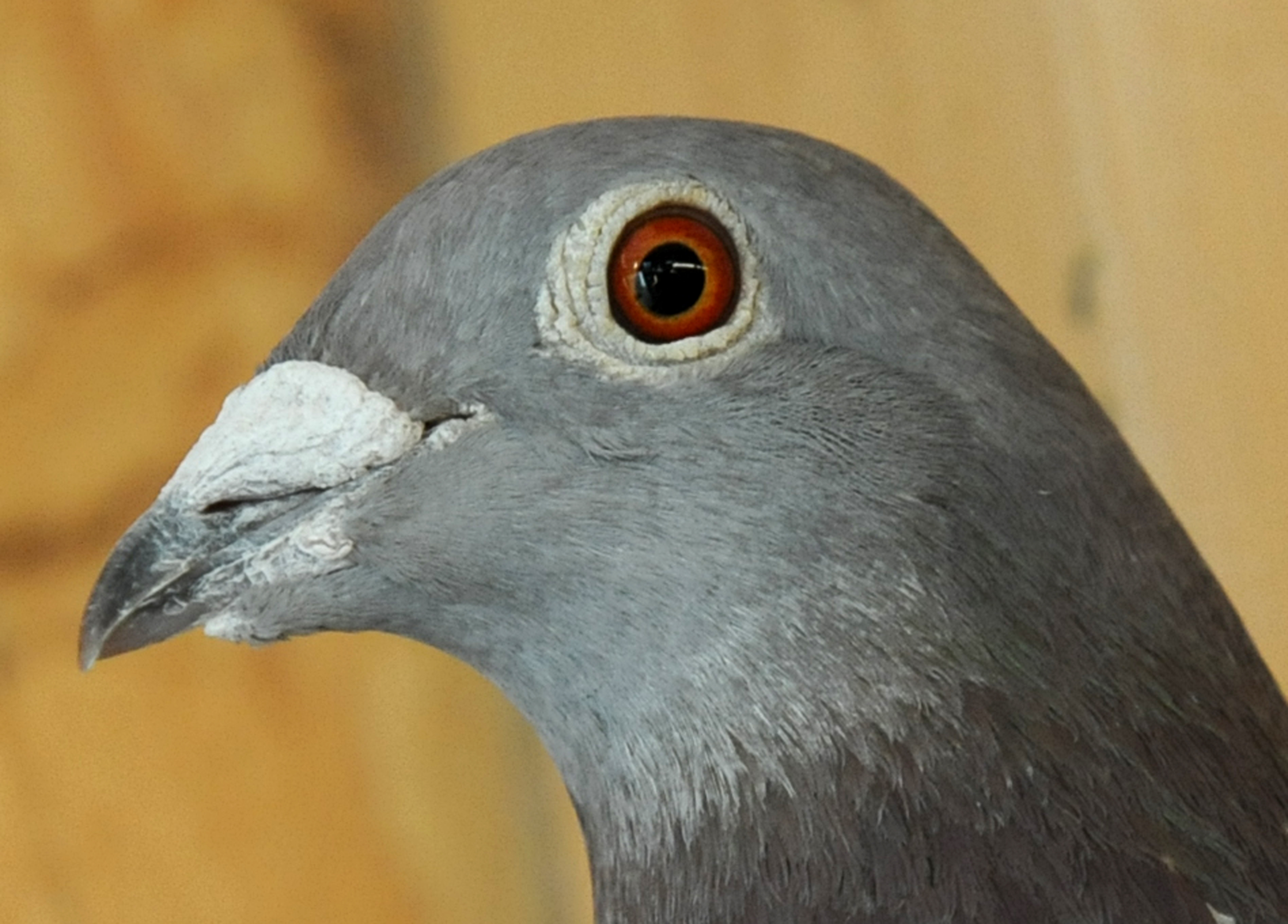 racing pigeons