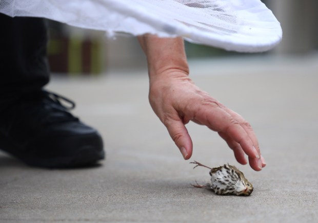 Annette Prince, of the nonprofit Chicago Bird Collision Monitors, picks up a dead ovenbird off of Wacker Drive on May 11, 2022. (credit: Stacey Wescott/Chicago Tribune)