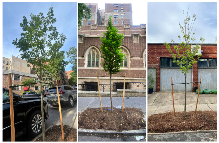 new trees in new york city