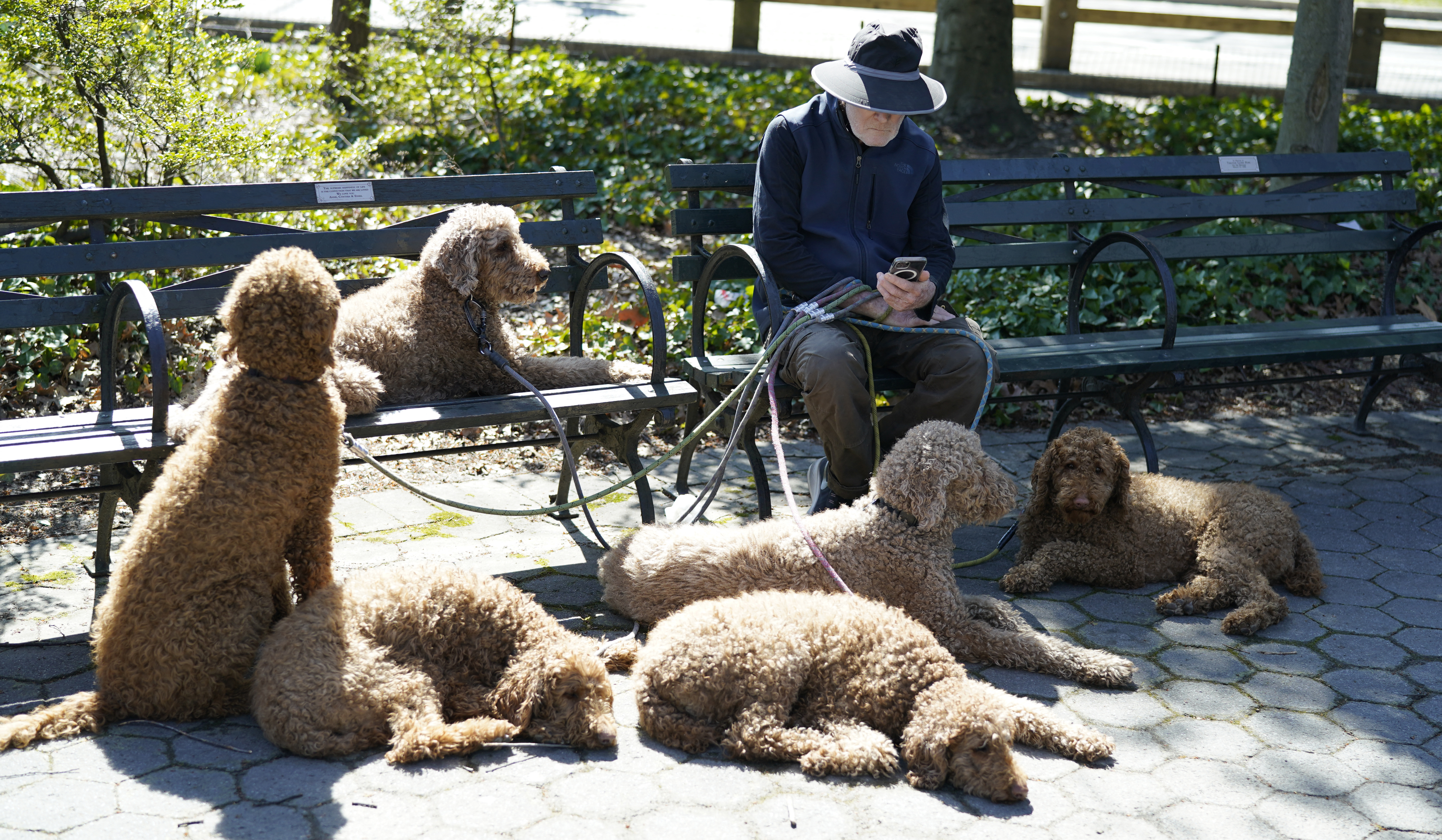 A photo of a man with six dogs.