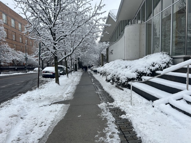 A view of Washington Avenue in Crown Heights where trees are blanketed in snow.