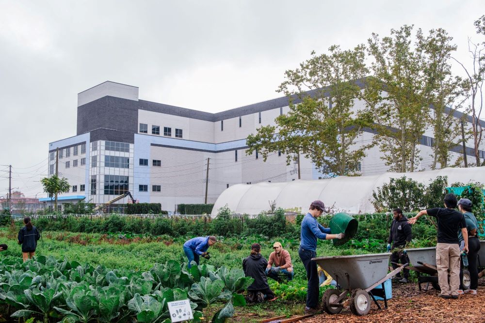 Workers tend to the crops at Red Hook Farms, Brooklyn. An Amazon warehouse looms in the background.