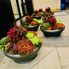 Outdoor Flowers Late Night Walk Manhattan New York - IMRAN™